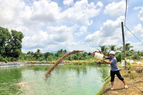 Nuôi loài vật chỉ ăn 'nhì nhằng', anh nông dân nhẹ nhàng kiếm 9 tỷ đồng
