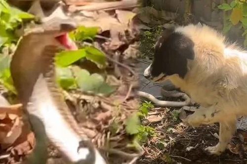 Chú chó 3 chân đối đầu rắn hổ mang trong vườn nhà và cái kết