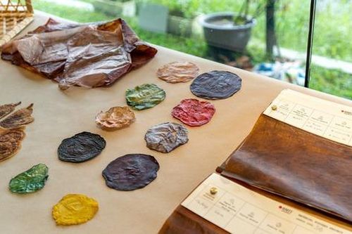 Biến màng sinh học kombucha thành vải thân thiện với môi trường