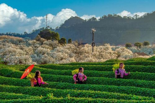 Giới trẻ đổ xô lên Mộc Châu ngắm hoa mận nở, bất ngờ với dịch vụ phòng nghỉ, homestay