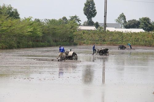 Toàn tỉnh đã xuống giống hơn 42 ngàn ha lúa hè thu