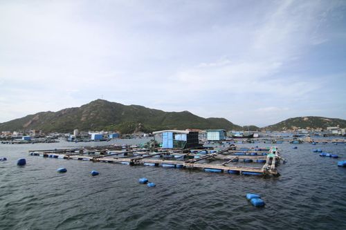 TP. Cam Ranh: Ban hành kế hoạch tăng cường quản lý hoạt động nuôi trồng thủy sản