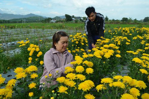 Thu nhập đều đặn nhờ trồng hoa cúc