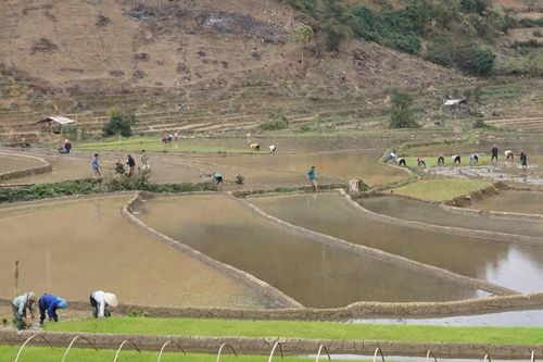 Quyết tâm thực hiện thắng lợi kế hoạch sản xuất lúa vụ đông xuân