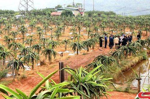 Đảng viên tiên phong, gương mẫu đi đầu