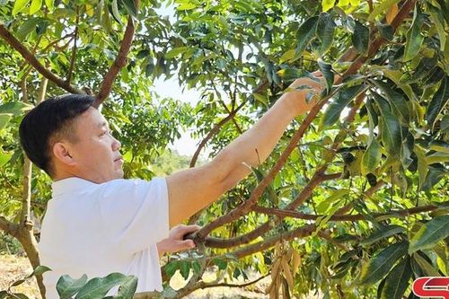 Làm giàu từ mô hình kinh tế vườn đồi