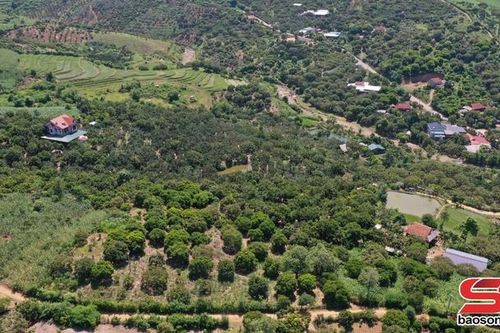 Sông Mã tập trung chăm bón nhãn chính vụ