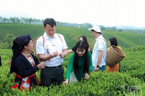Nâng tầm giá trị cây chè, văn hóa trà: Yêu cầu từ thực tiễn