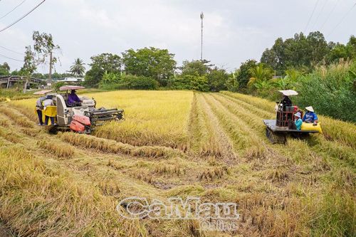 Nông dân được mùa lúa đông xuân