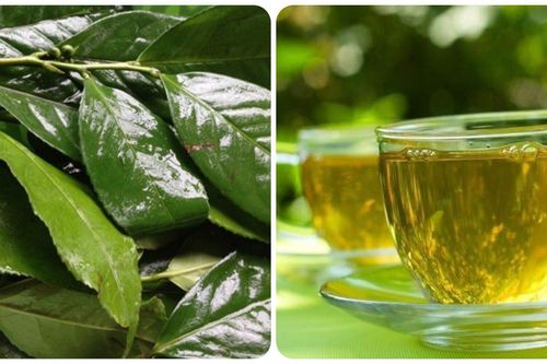 Uống lá chè xanh tươi có tác dụng gì với sức khỏe?