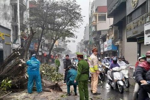 Cây đa lớn trên phố Bạch Mai đổ chắn ngang đường giờ cao điểm