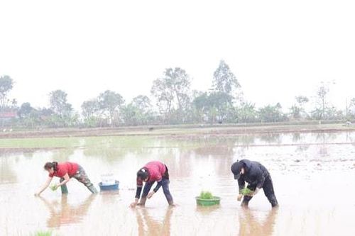 Tăng cường làm đất, giữ nước, gieo cấy vụ xuân