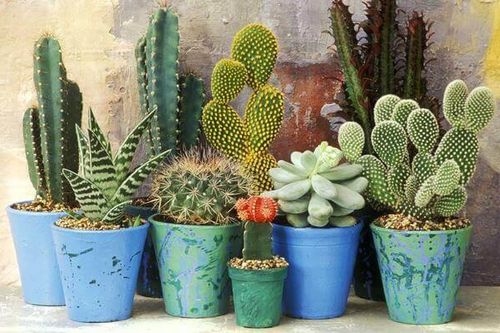 Những loại cây sau nếu trồng trong nhà sẽ làm giảm vượng khí