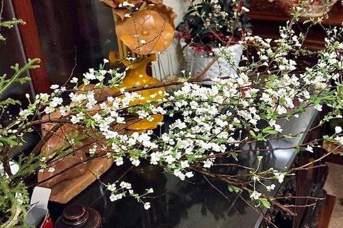Hoa tuyết mai hợp mệnh gì? Đặt hoa tuyết mai ở đâu để hợp phong thủy?