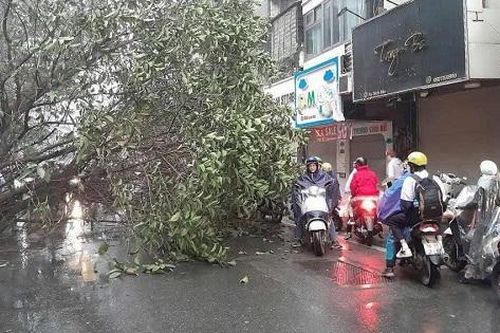 Cây đa cổ thụ đổ chắn ngang phố Bạch Mai giờ cao điểm gây ùn tắc cục bộ