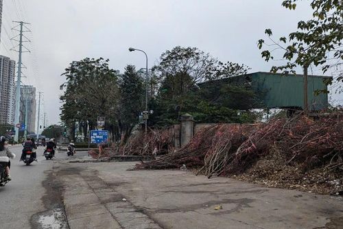 Khốn khổ vì rác thải cây xanh sau Tết