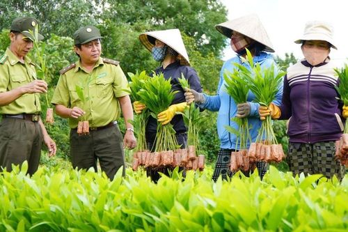 Hiệu quả nhân văn từ trồng rừng kinh tế