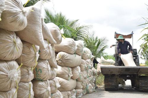 Giá và năng suất lúa giảm sâu, nông dân gặp khó