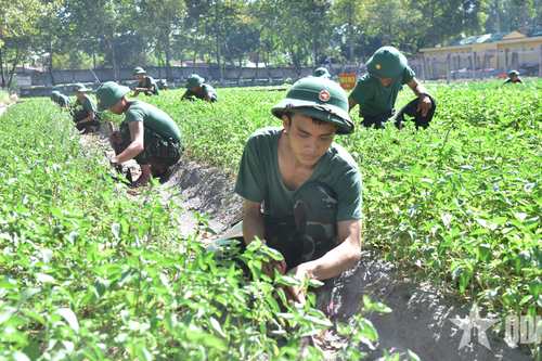 Chủ động nguồn thực phẩm đón nhận chiến sĩ mới