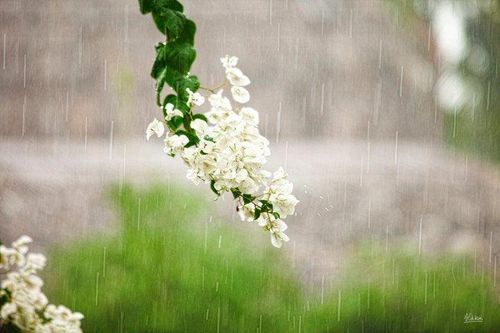 Mưa xuân lất phất…