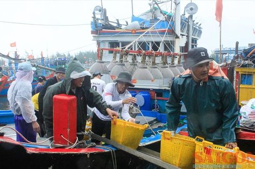 Do áp thấp nhiệt đới, tàu cá Quảng Ngãi tạm hoãn xuất bến đánh bắt đầu năm