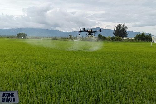 Bình Thuận: Đồng bào dân tộc thiểu số trồng lúa không cần bước chân xuống ruộng