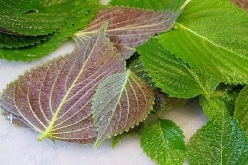 Loại lá phơi khô là 'thuốc' dưỡng gan, bổ phổi, tốt cho tim mạch