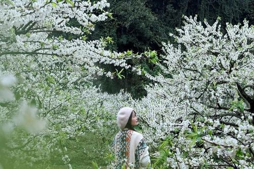 Lên Mộc Châu ngắm hoa mận, chọn tour dài hay ngắn ngày?