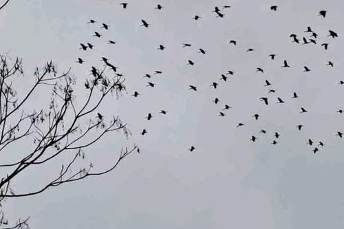 Hàng ngàn con chim lạ phá ruộng lúa của người dân ở Hà Tĩnh
