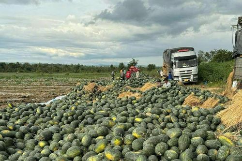 Vụ dưa 'đắng' ở vùng Đông Nam Gia Lai