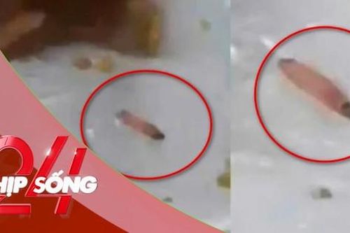 NHỊP SỐNG 24: Nhà trường lên tiếng vụ ấu trùng trong suất ăn bán trú