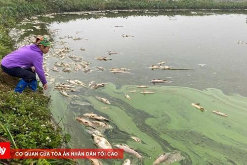 Ninh Bình: Xác định nguyên nhân hàng tấn cá chết trong ao