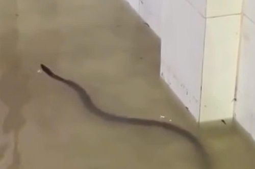 Mưa lớn ngập nặng ở Đồng Nai, người dân hoảng hốt vì rắn bò vào nhà