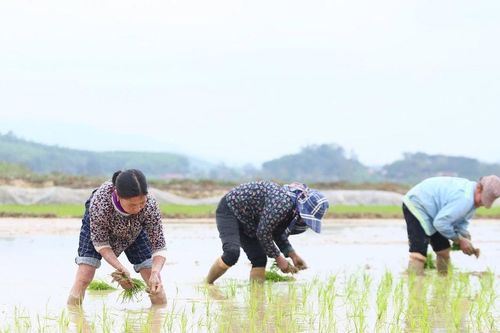 Lúa vụ Xuân phát triển chậm do rét, xuất hiện sâu bệnh hại