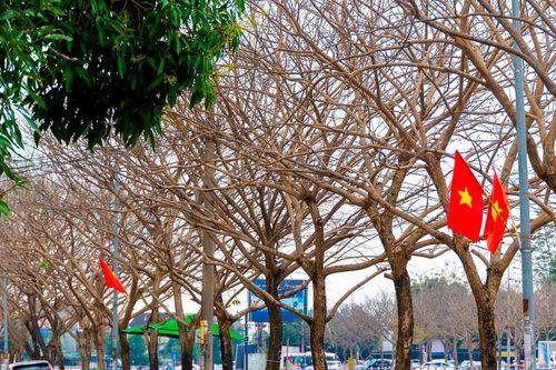 Xao xuyến thành Vinh mùa cây thay lá