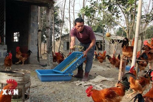 Nam Định: Sử dụng đế đông trùng hạ thảo thay thế kháng sinh trong chăn nuôi