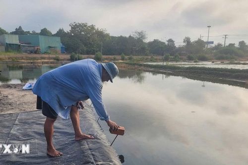 Bà Rịa-Vũng Tàu: Thời tiết bất lợi khiến diêm dân thất thu sau Tết