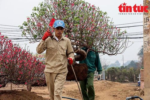 Chi hàng chục triệu đồng mỗi ngày để 'hồi sinh' vườn đào sau Tết