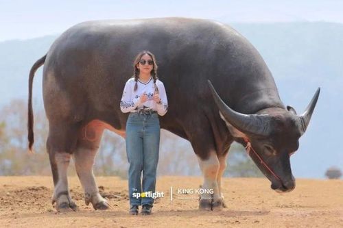 Đặc điểm chung bất ngờ của con trâu nước cao nhất và con bò lớn nhất thế giới