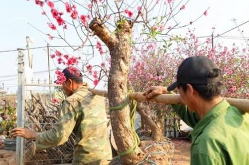 Hàng nghìn gốc đào 'hết đát' ở Hà Nội được thu gom, 'đi' về đâu sau Tết Nguyên đán?