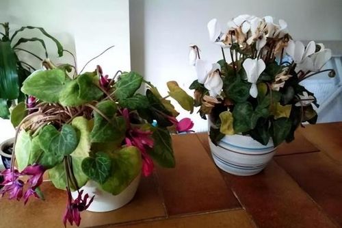 Khi phát hiện thấy những 'thứ' này trong chậu hoa, đừng suy nghĩ nhiều, đó là tín hiệu cần 'thay chậu, thay đất'