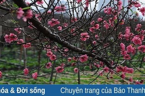 'Ngàn cánh hoa bay bay'...