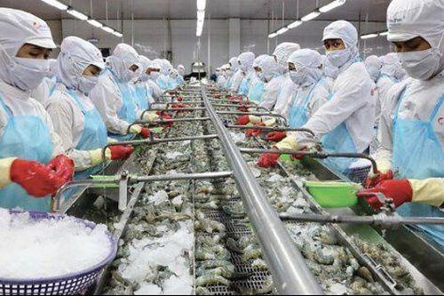 Năm thất bát của vua tôm Minh Phú, riêng quý IV/2024 lỗ 190 tỷ