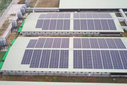 BAF Việt Nam tiên phong ứng dụng năng lượng mặt trời trong chăn nuôi