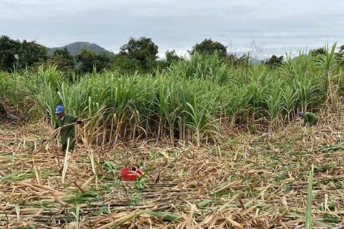 Tranh thủ giá đường tăng cao, các nhà máy hoạt động tối đa công suất