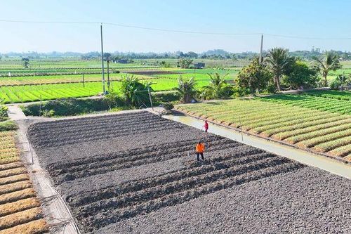Nông dân bên cồn làm ăn tất bật