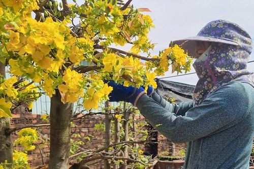 Nhà vườn tất bật chăm mai sau Tết