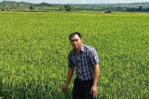 Chư Pưh hỗ trợ nông dân gieo trồng giống lúa mới