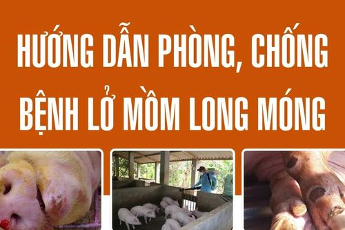 Hướng dẫn phòng, chống bệnh lở mồm long móng