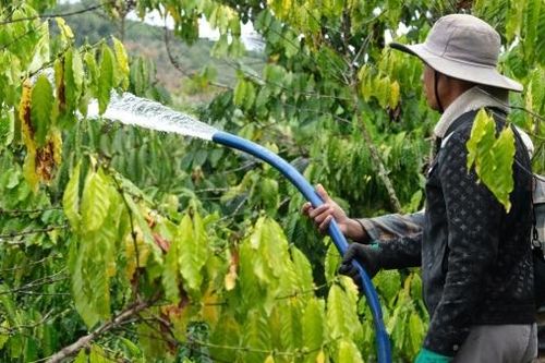 Di Linh chủ động chống hạn cho cây cà phê